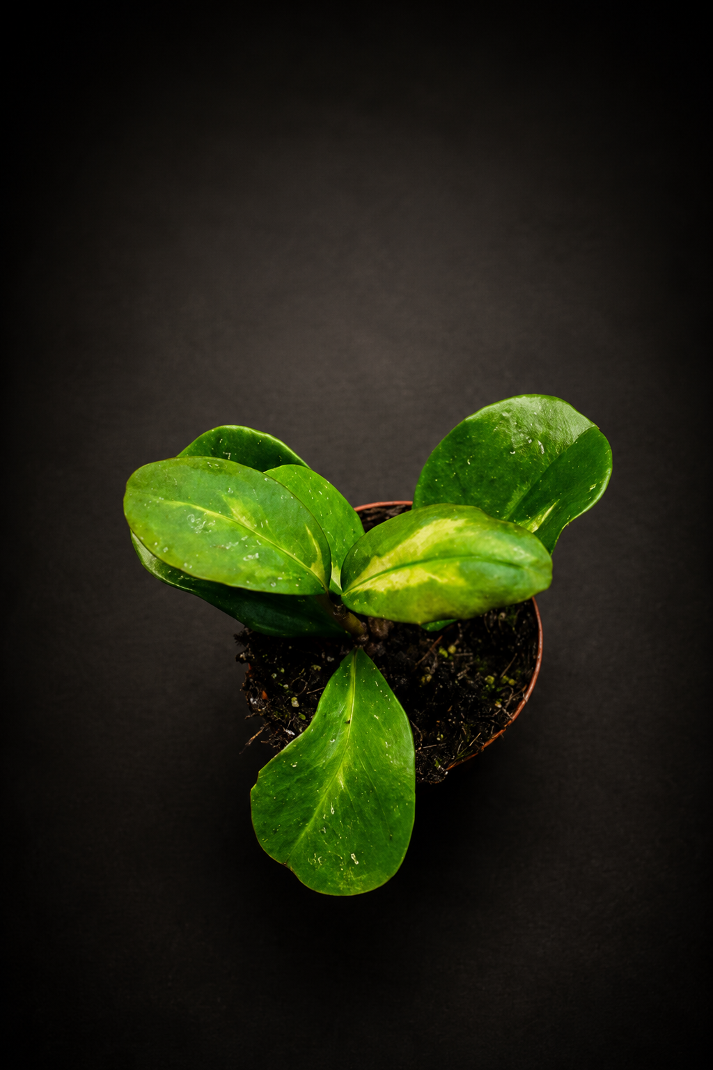 Hoya Obovata Variegata