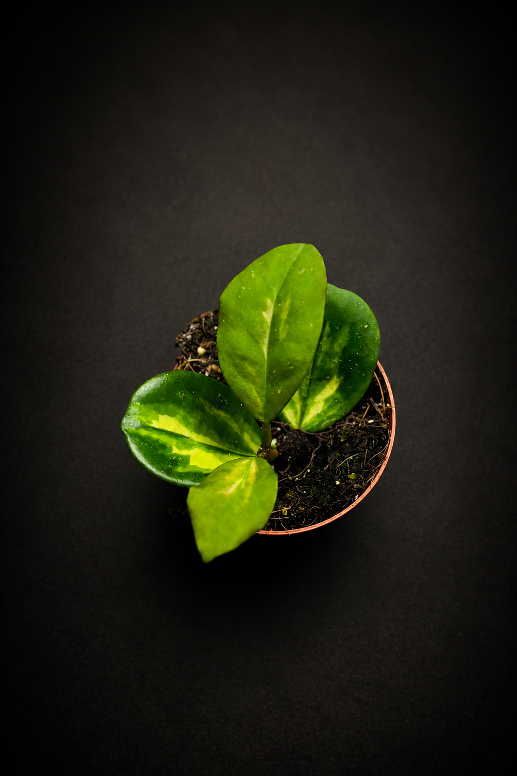 Hoya Obovata Variegata