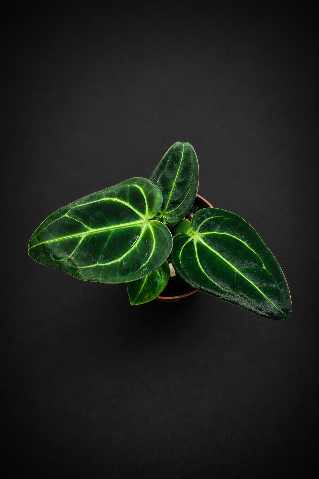 Anthurium Regale