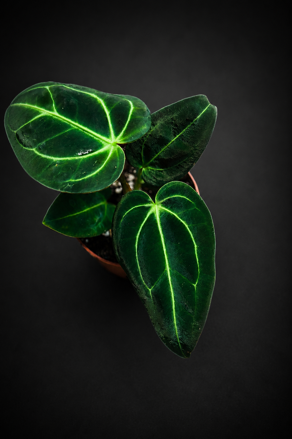 Anthurium Regale