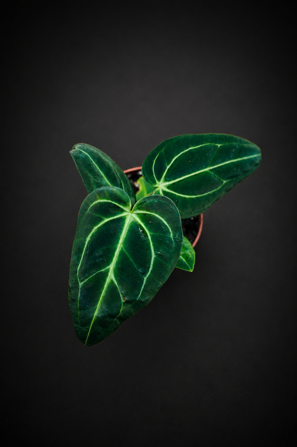 Anthurium Regale