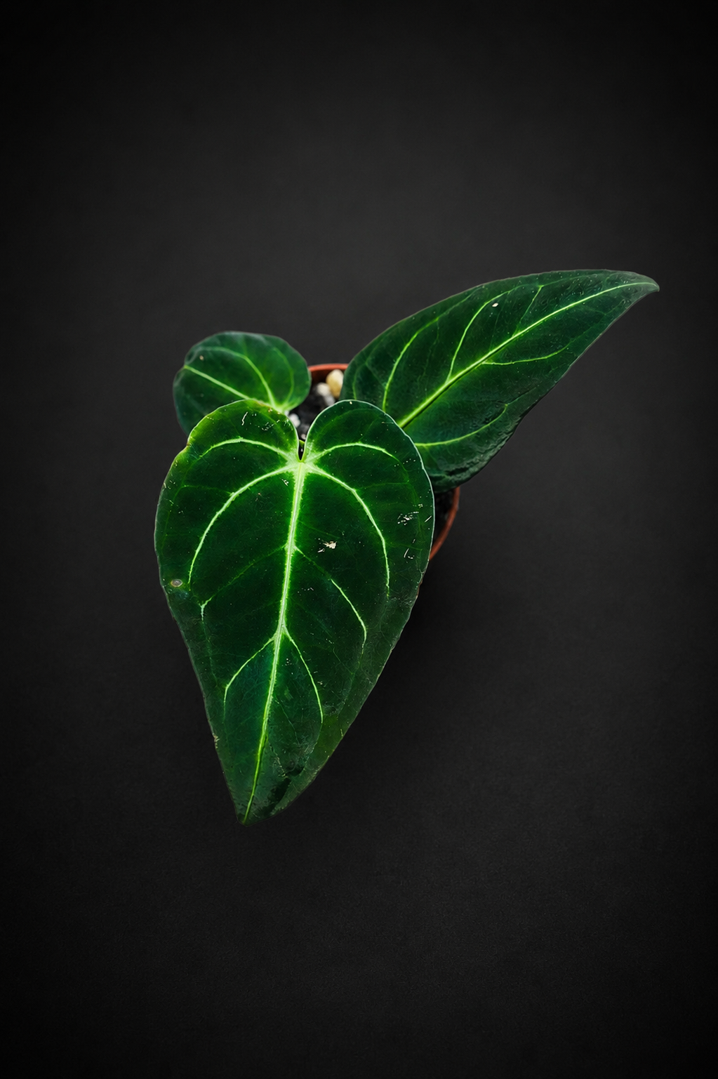 Anthurium Regale