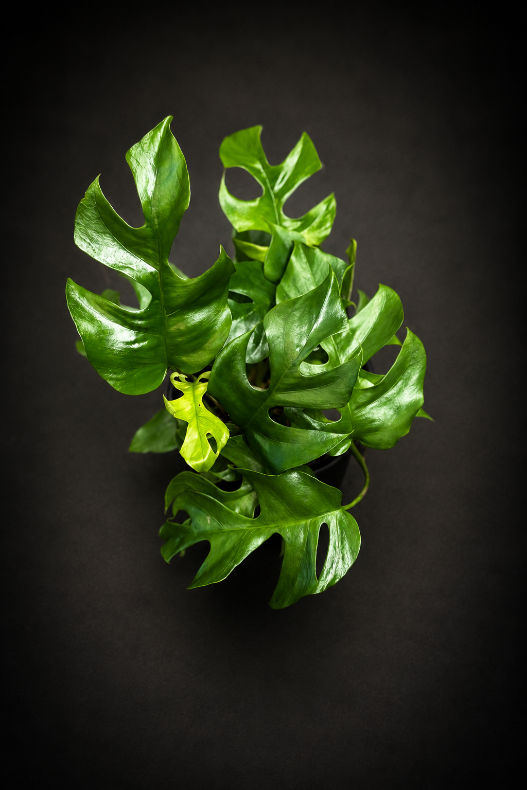 Rhaphidophora Tetrasperma