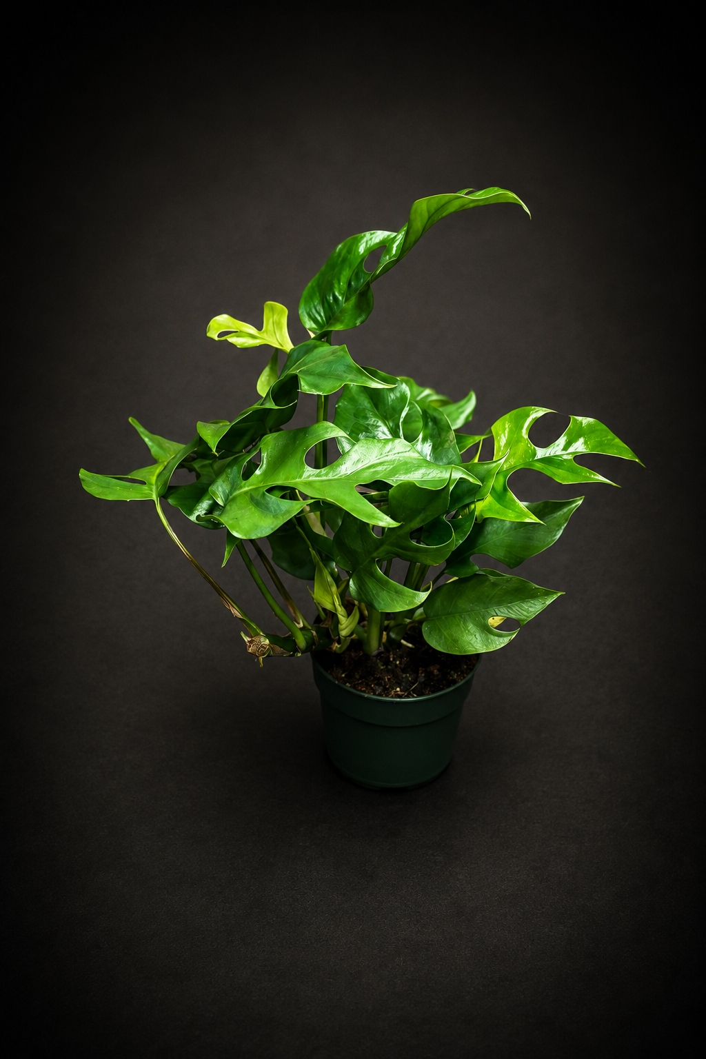Rhaphidophora Tetrasperma