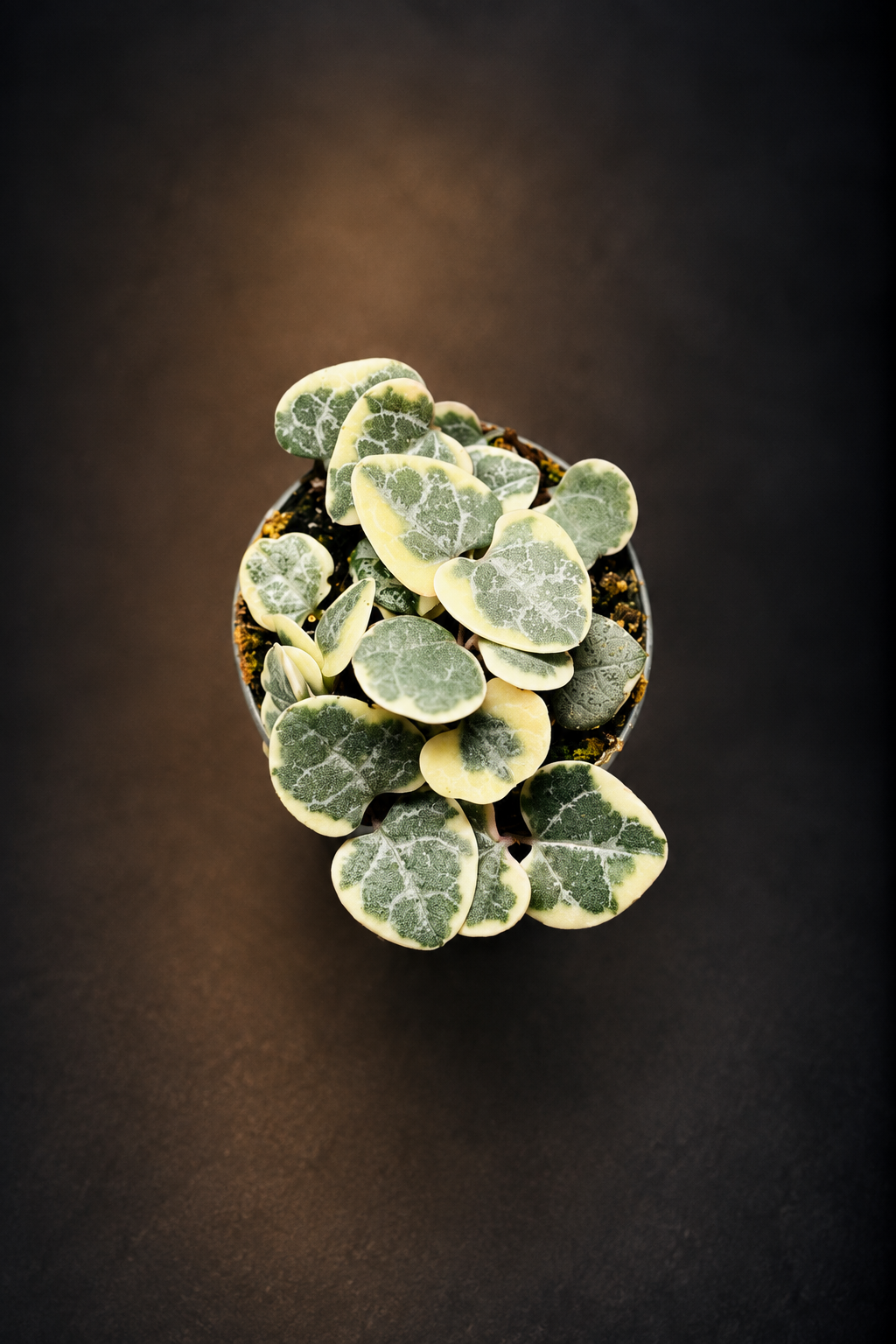 Ceropegia Woodii Variegata - Strings of Hearts