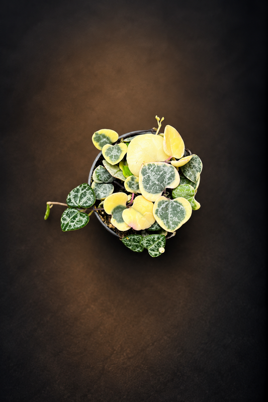 Ceropegia Woodii Variegata - Strings of Hearts