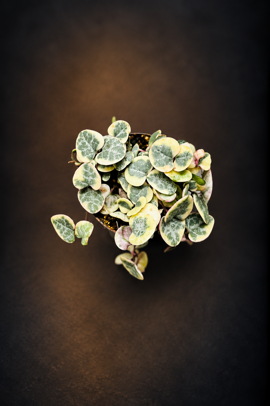 Ceropegia Woodii Variegata - Strings of Hearts