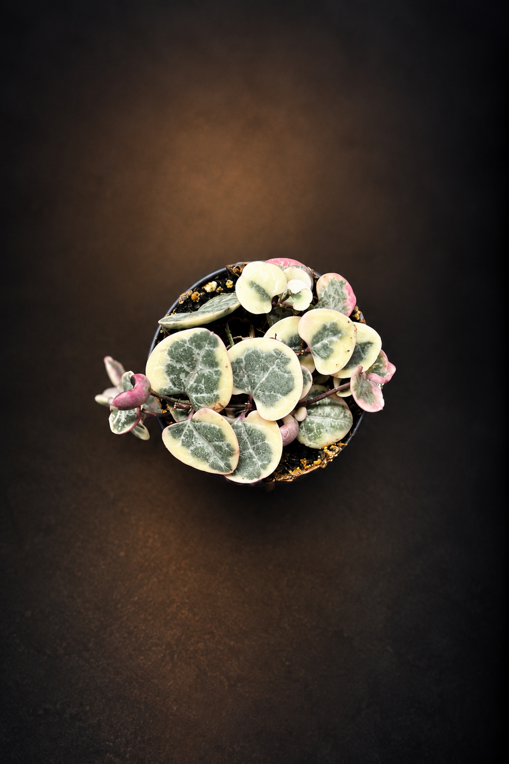 Ceropegia Woodii Variegata - Strings of Hearts