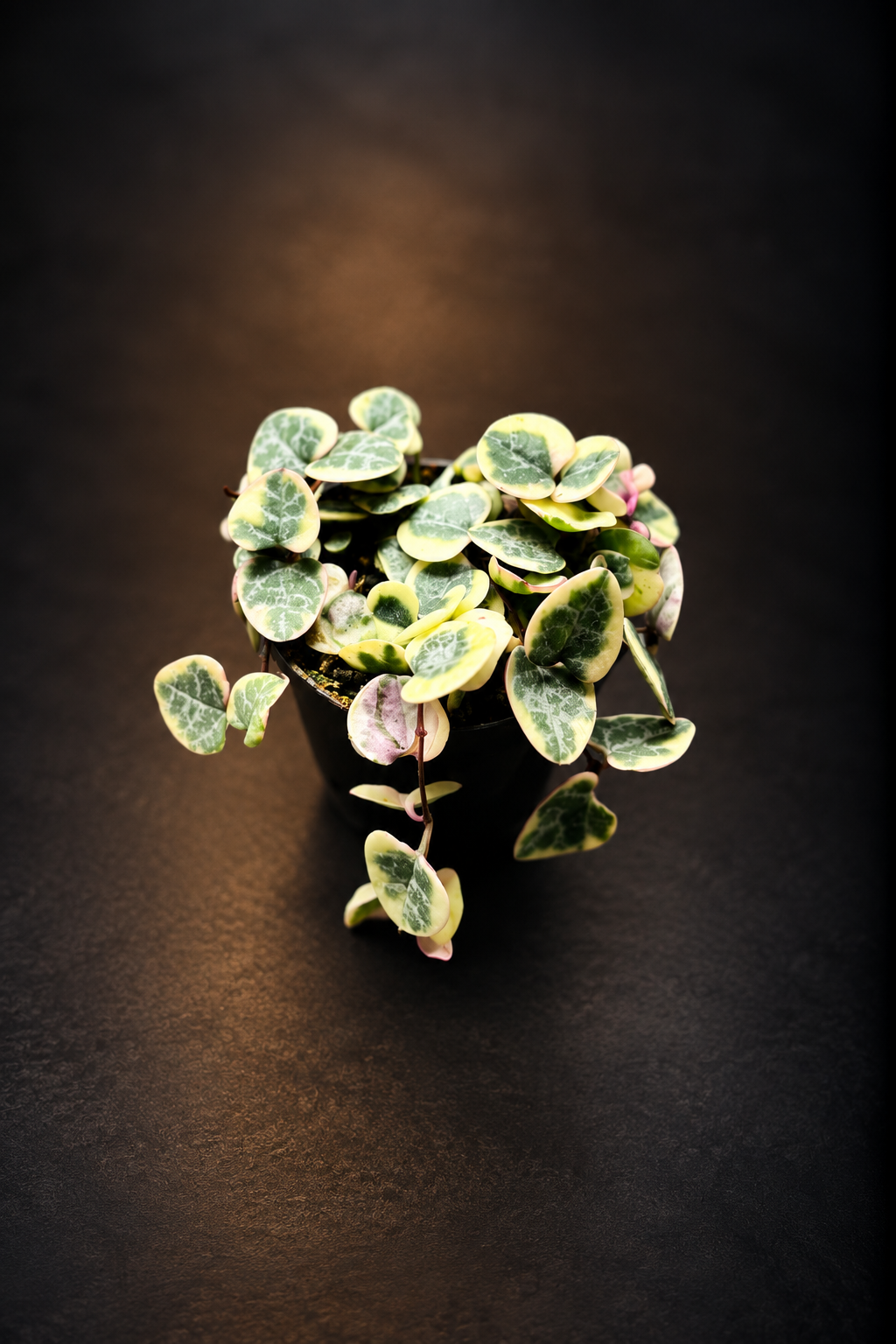 Ceropegia Woodii Variegata - Strings of Hearts