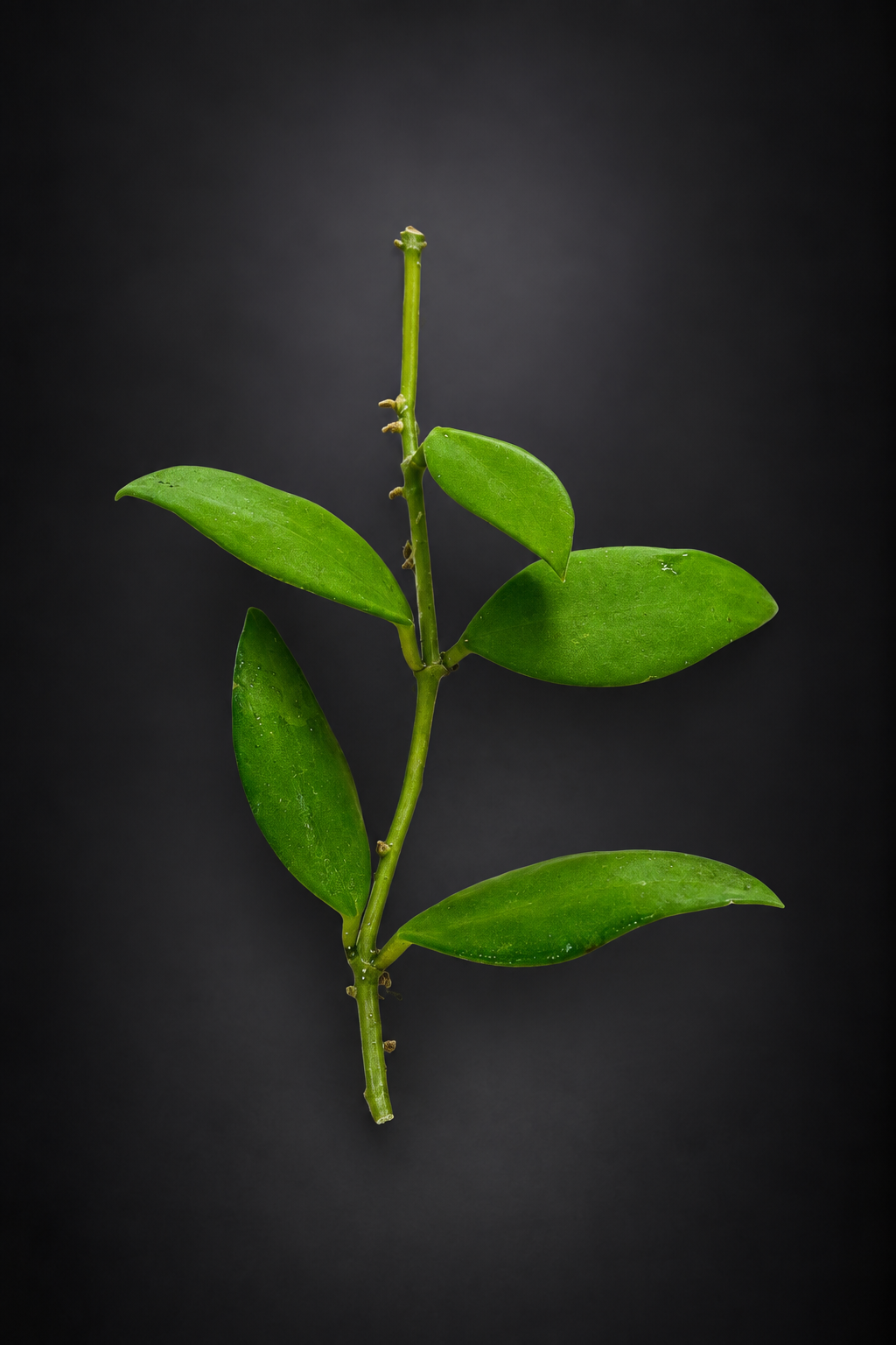 Hoya Nummularioides - stikling