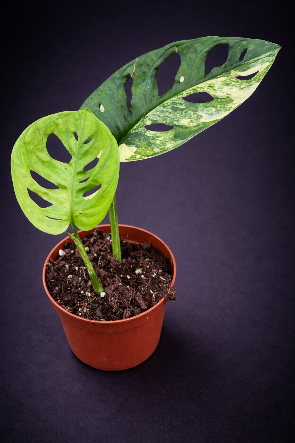 Monstera Adansonii Aurea