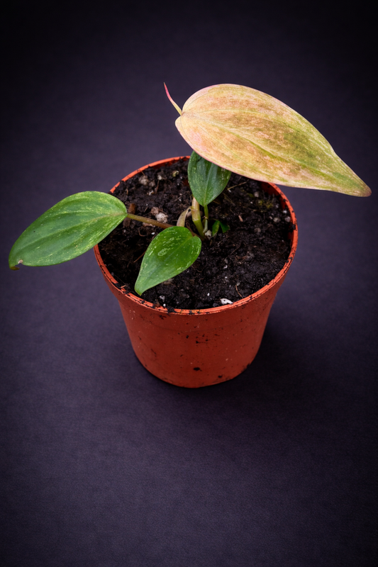 Philodendron Micans Marble Variegata