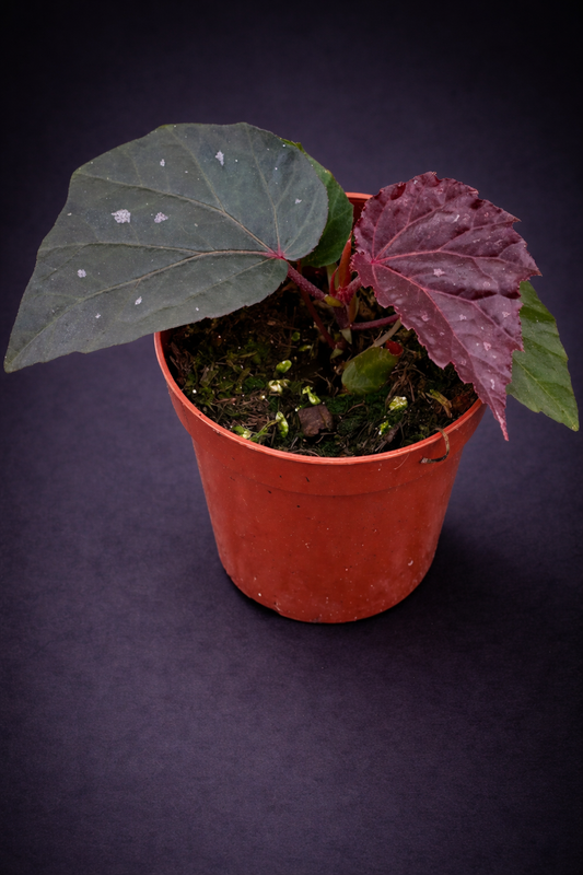 Begonia Black Bat