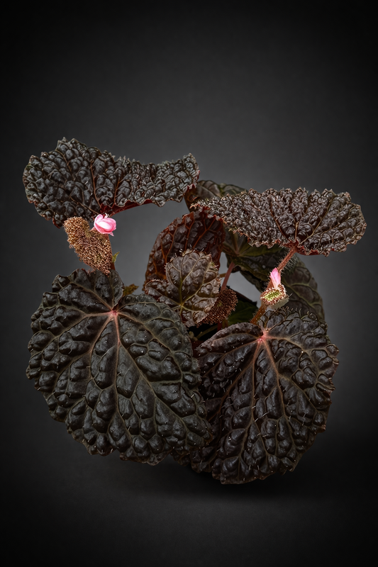 Begonia Baik x Dracopelta