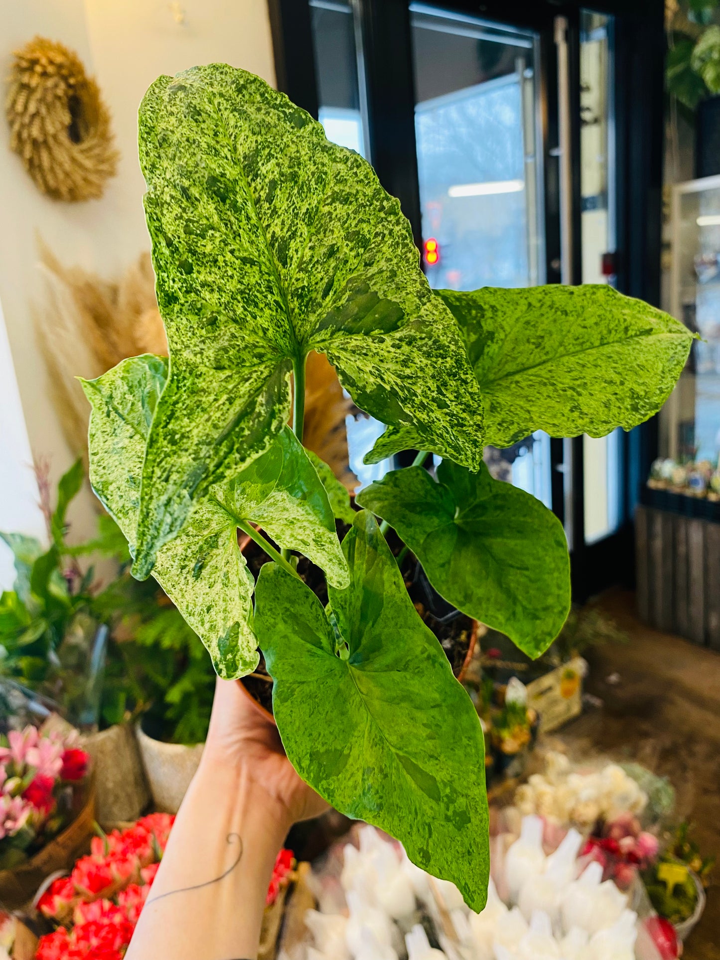 Syngonium Mottled Mojito