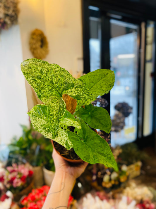 Syngonium Mottled Mojito