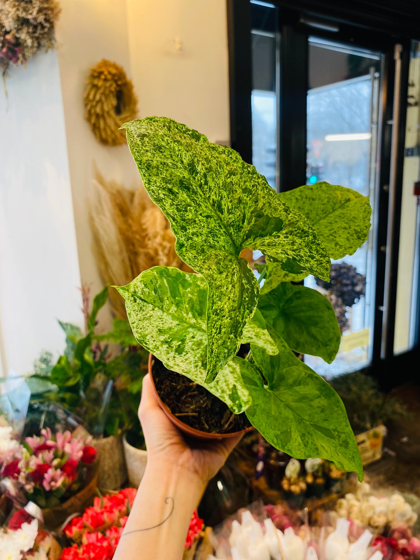 Syngonium Mottled Mojito