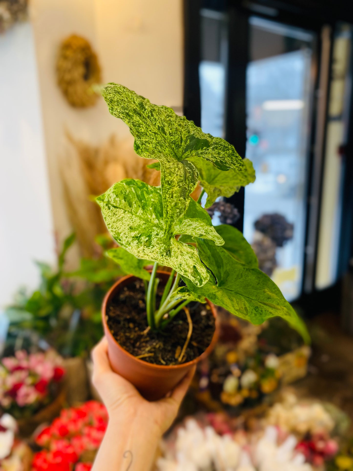 Syngonium Mottled Mojito