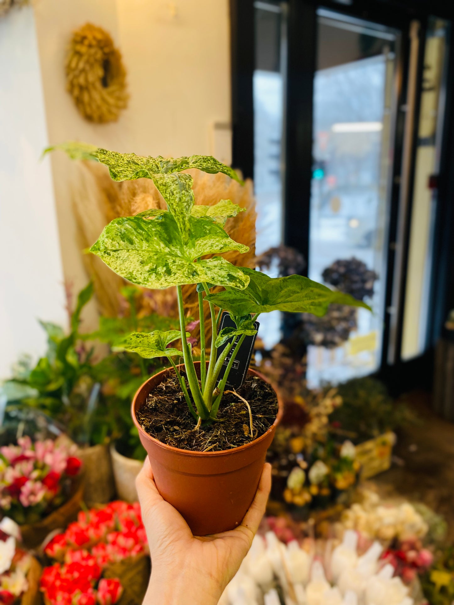 Syngonium Mottled Mojito