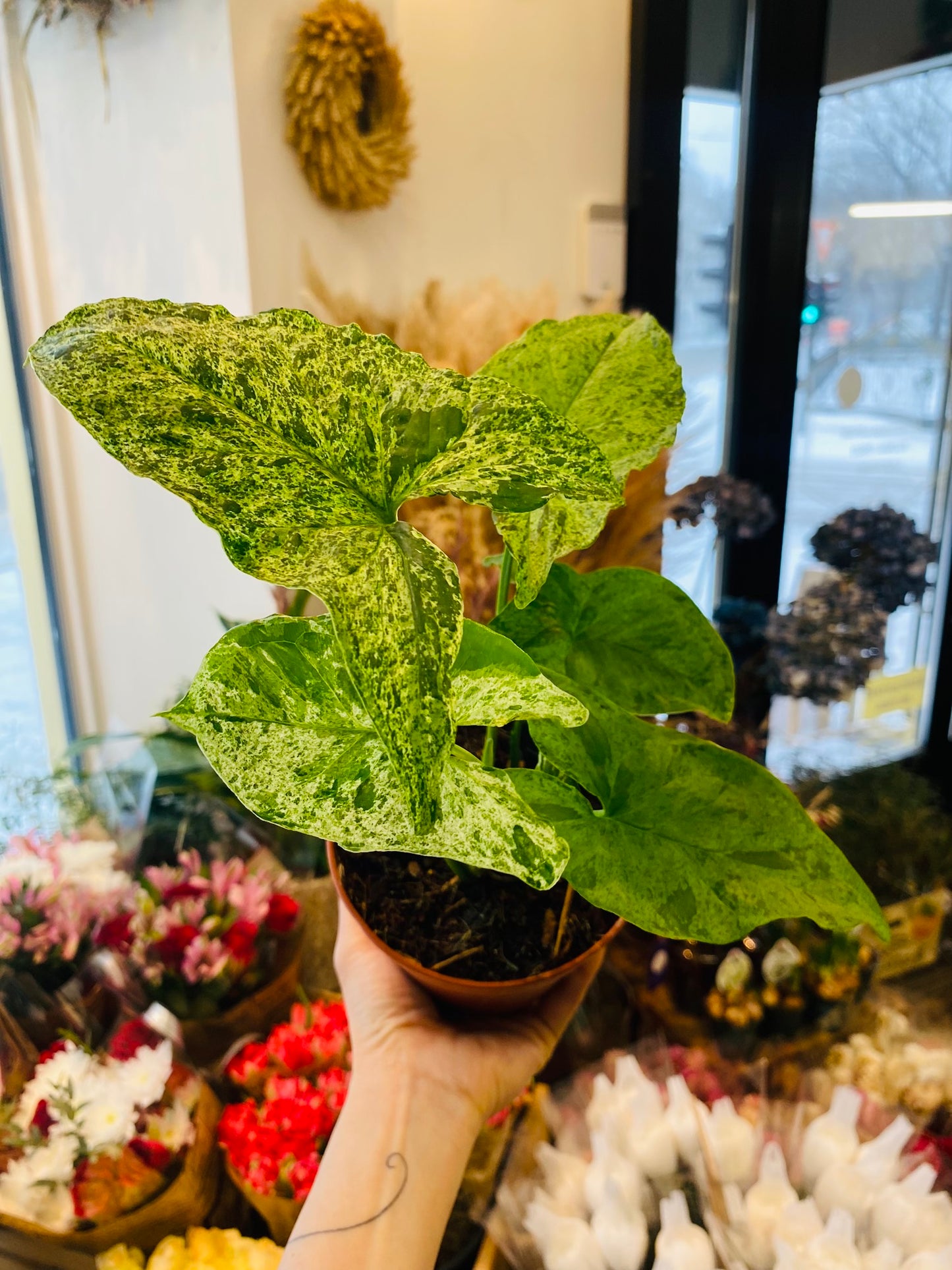 Syngonium Mottled Mojito