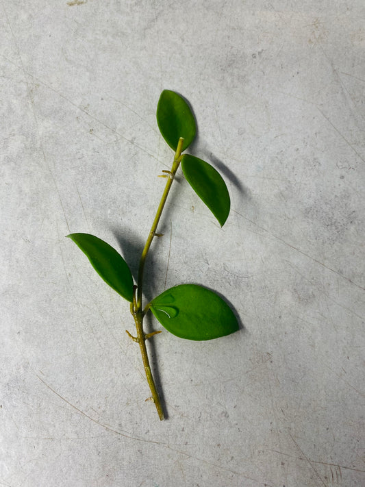 Hoya Nummularioides - stikling