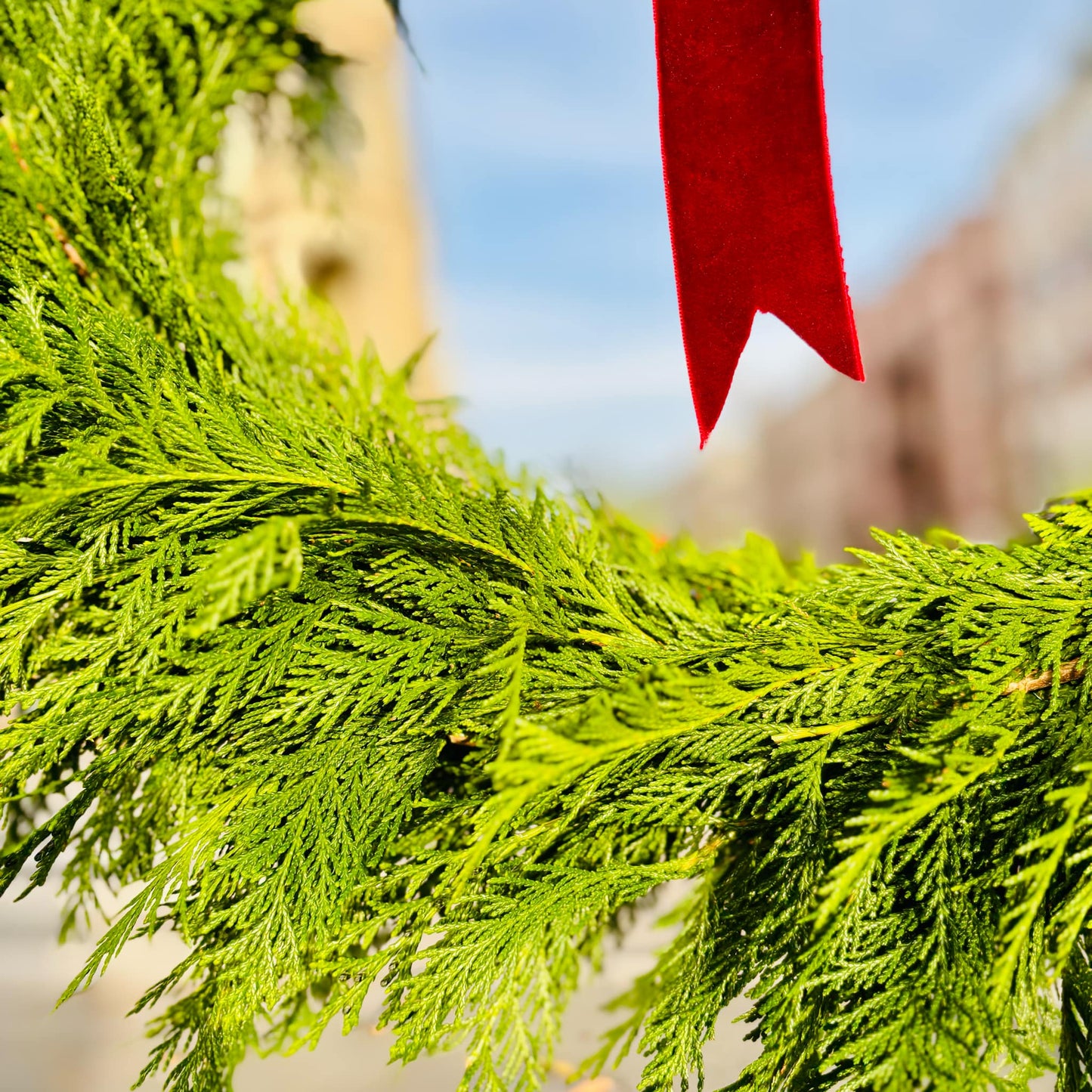 Den Vakkre Sypress Kransen