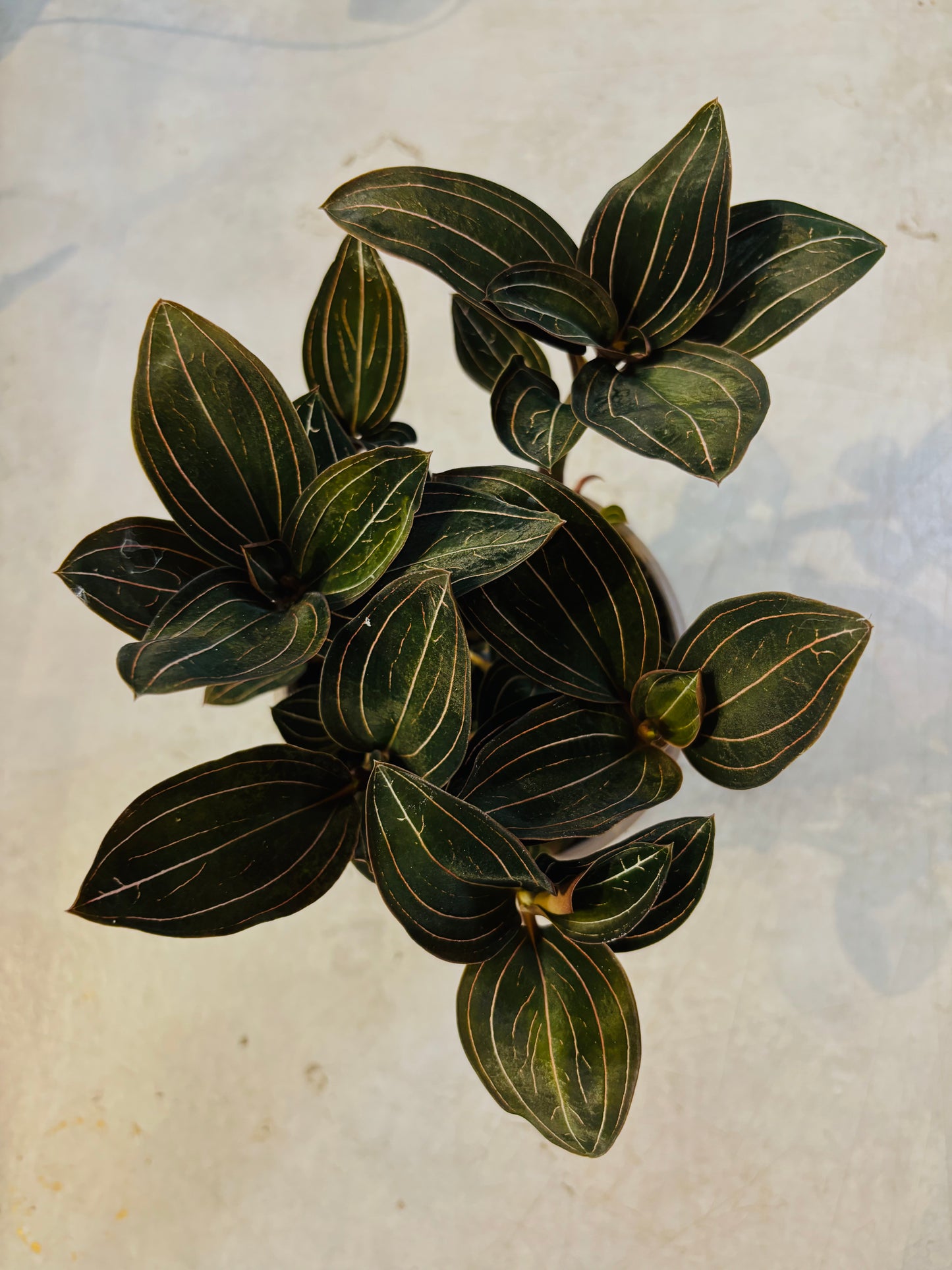 Ludisia Discolor