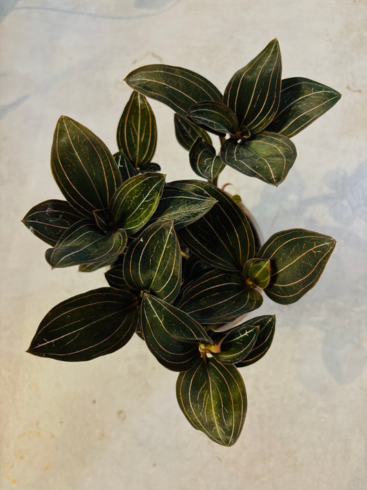 Ludisia Discolor