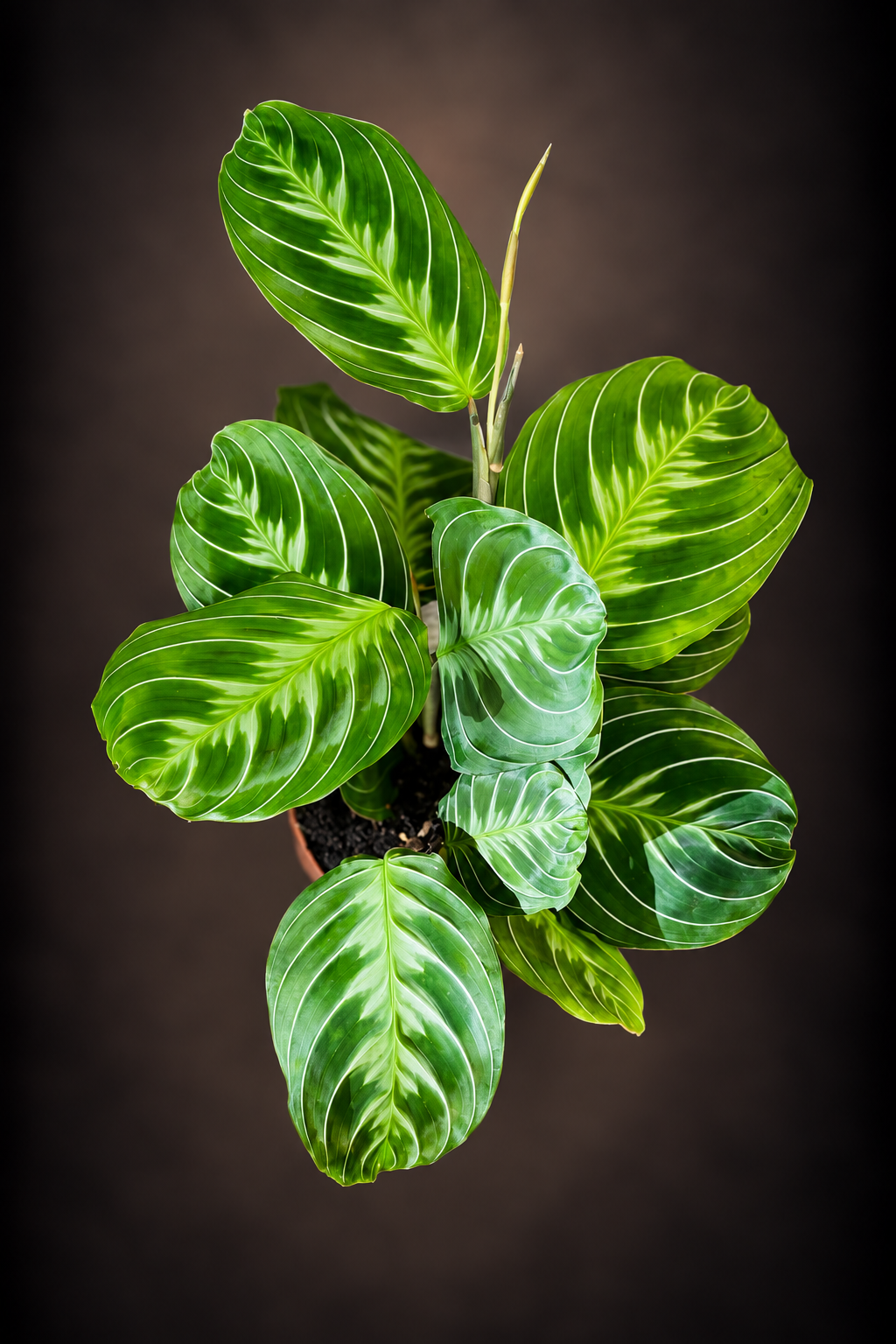 Maranta Cat Moustache