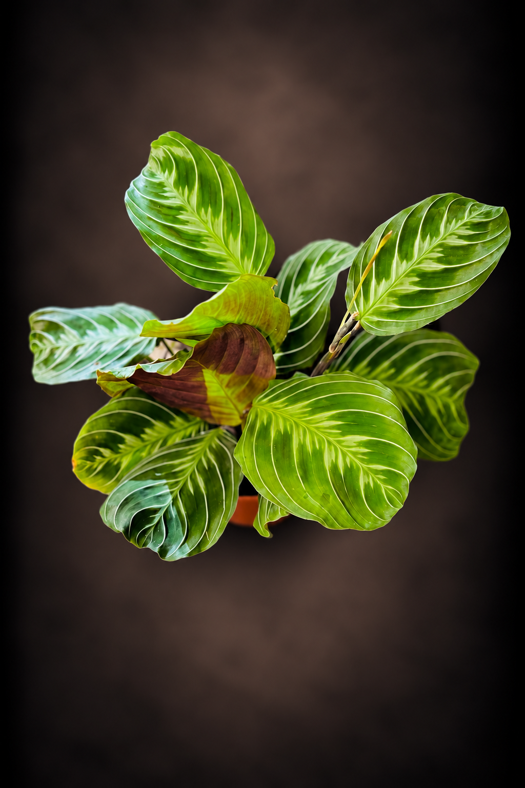 Maranta Cat Moustache