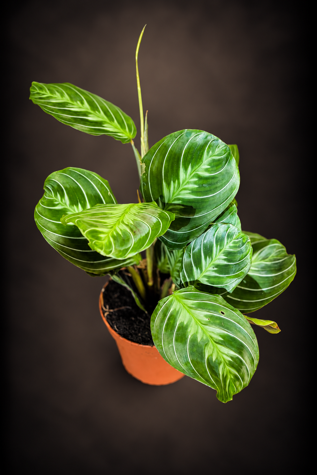 Maranta Cat Moustache