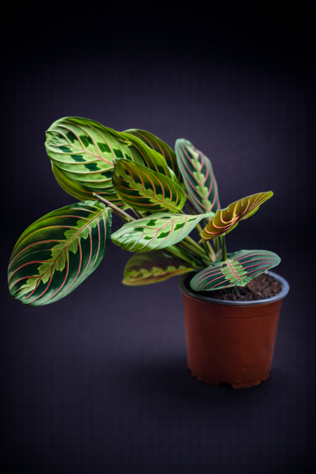 Maranta Leuconeura Fascinator