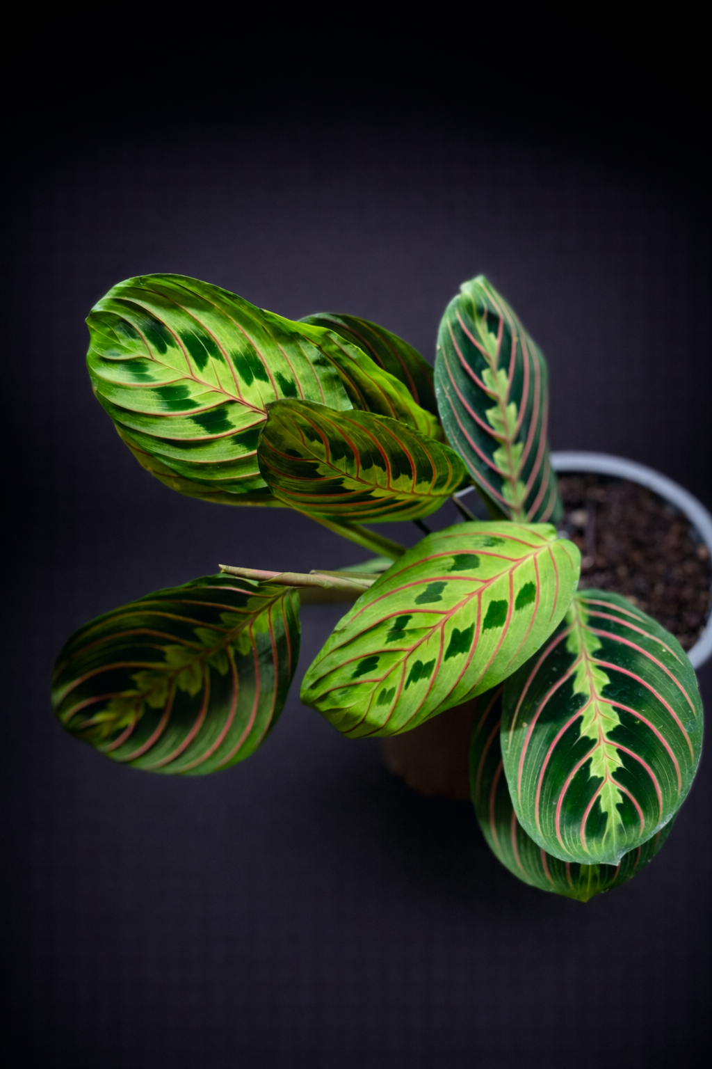 Maranta Leuconeura Fascinator