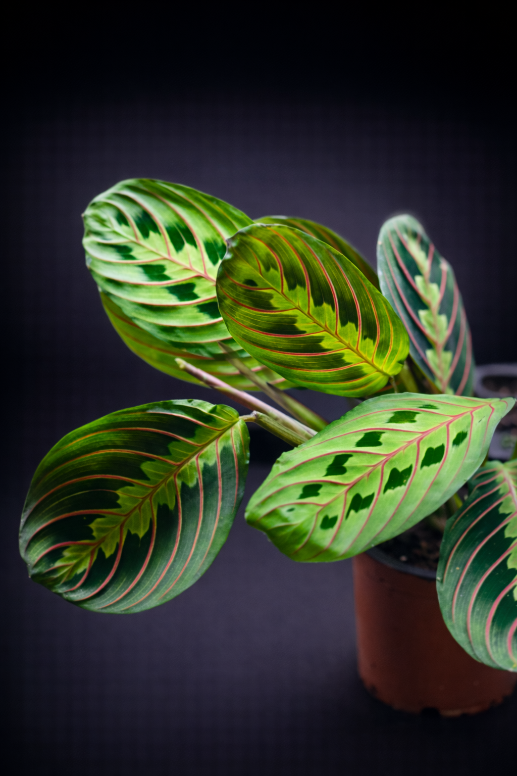 Maranta Leuconeura Fascinator