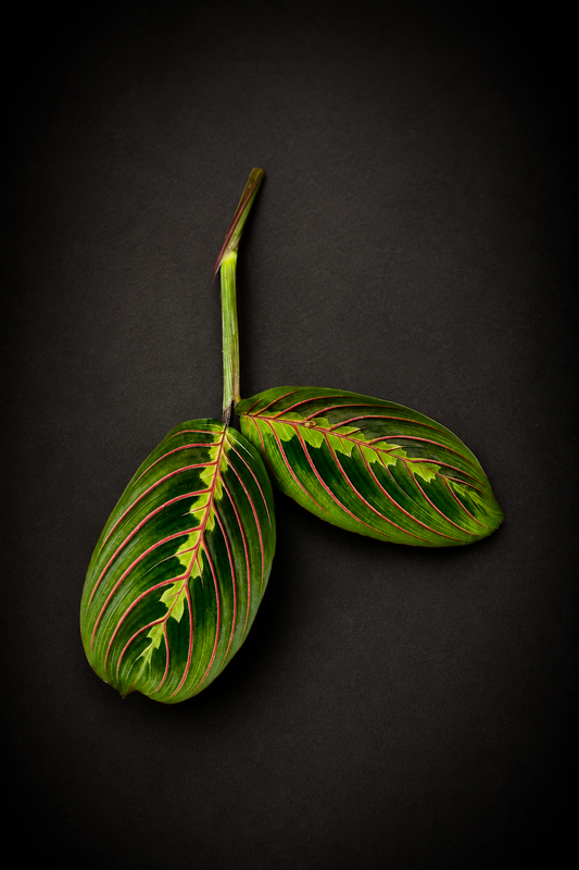 Maranta Leuconeura Fascinator - Stikling