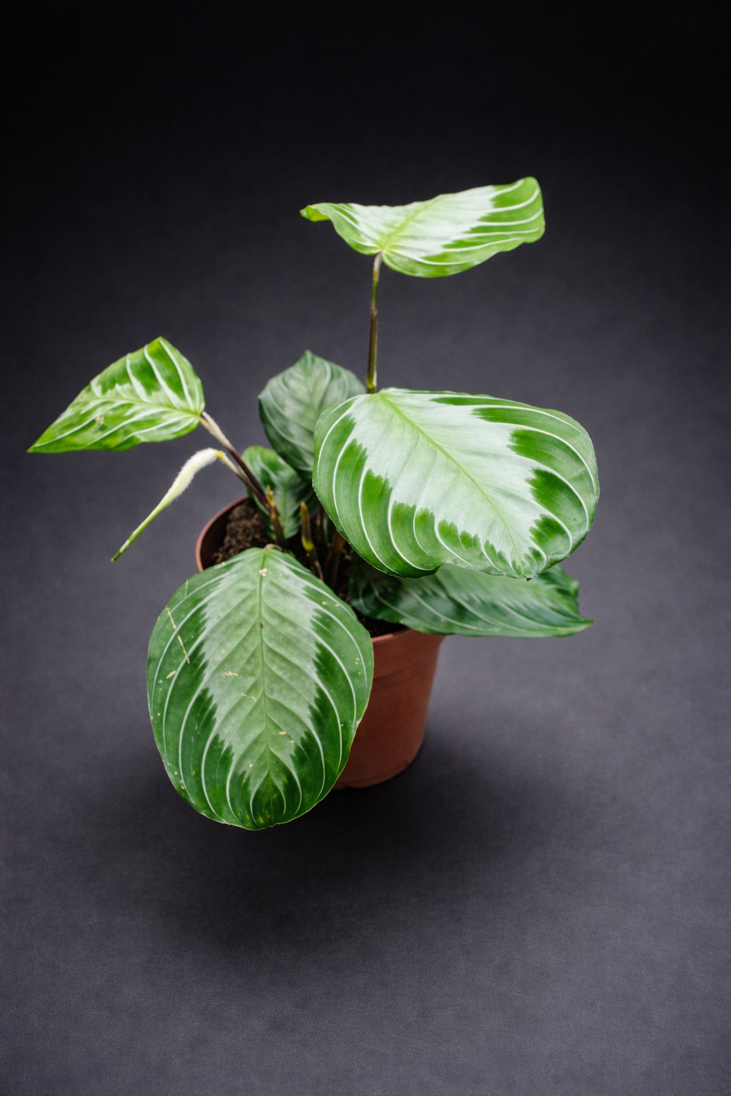Maranta Silver Band
