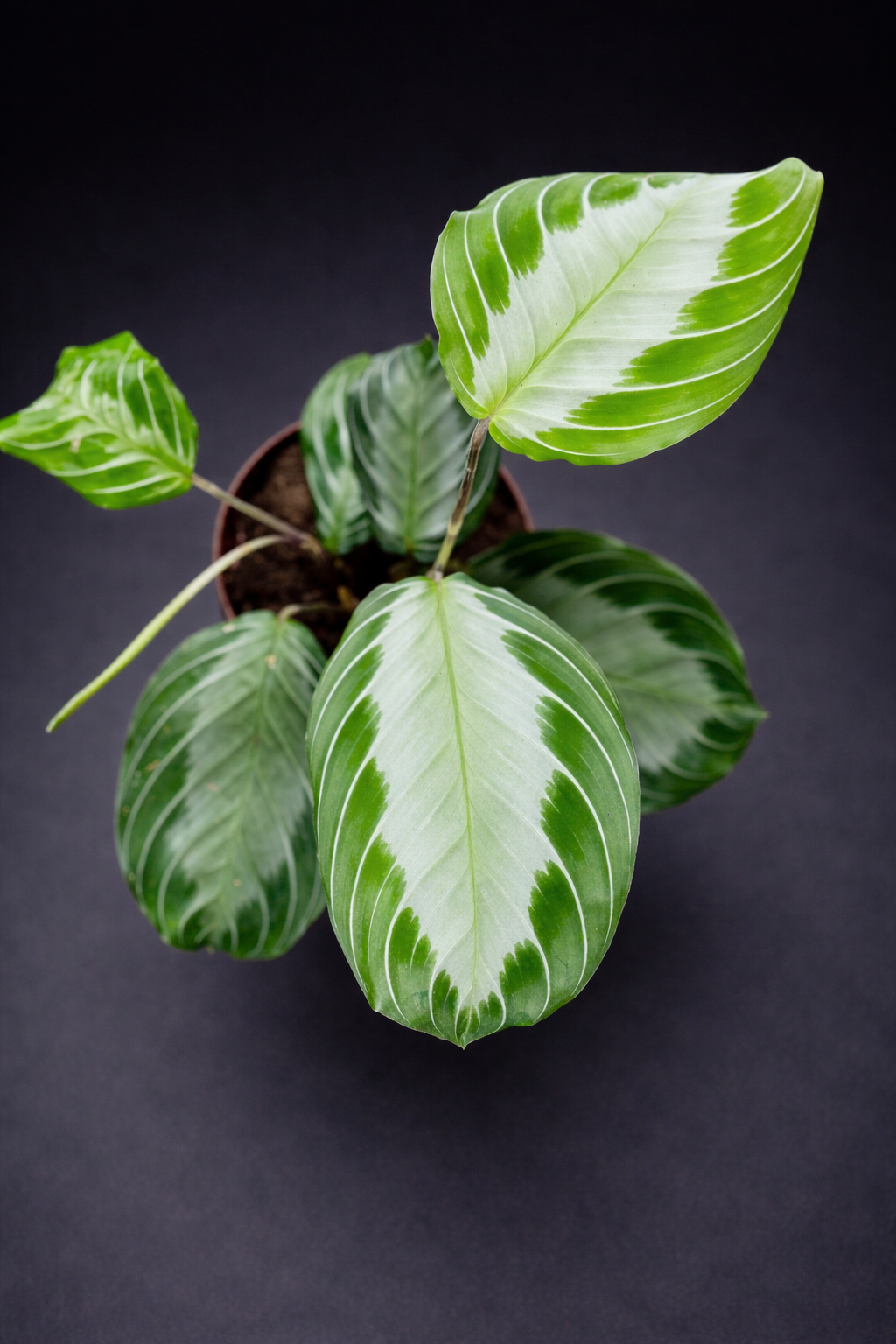 Maranta Silver Band