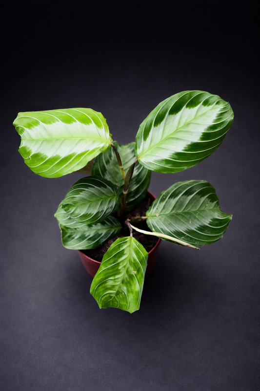 Maranta Silver Band