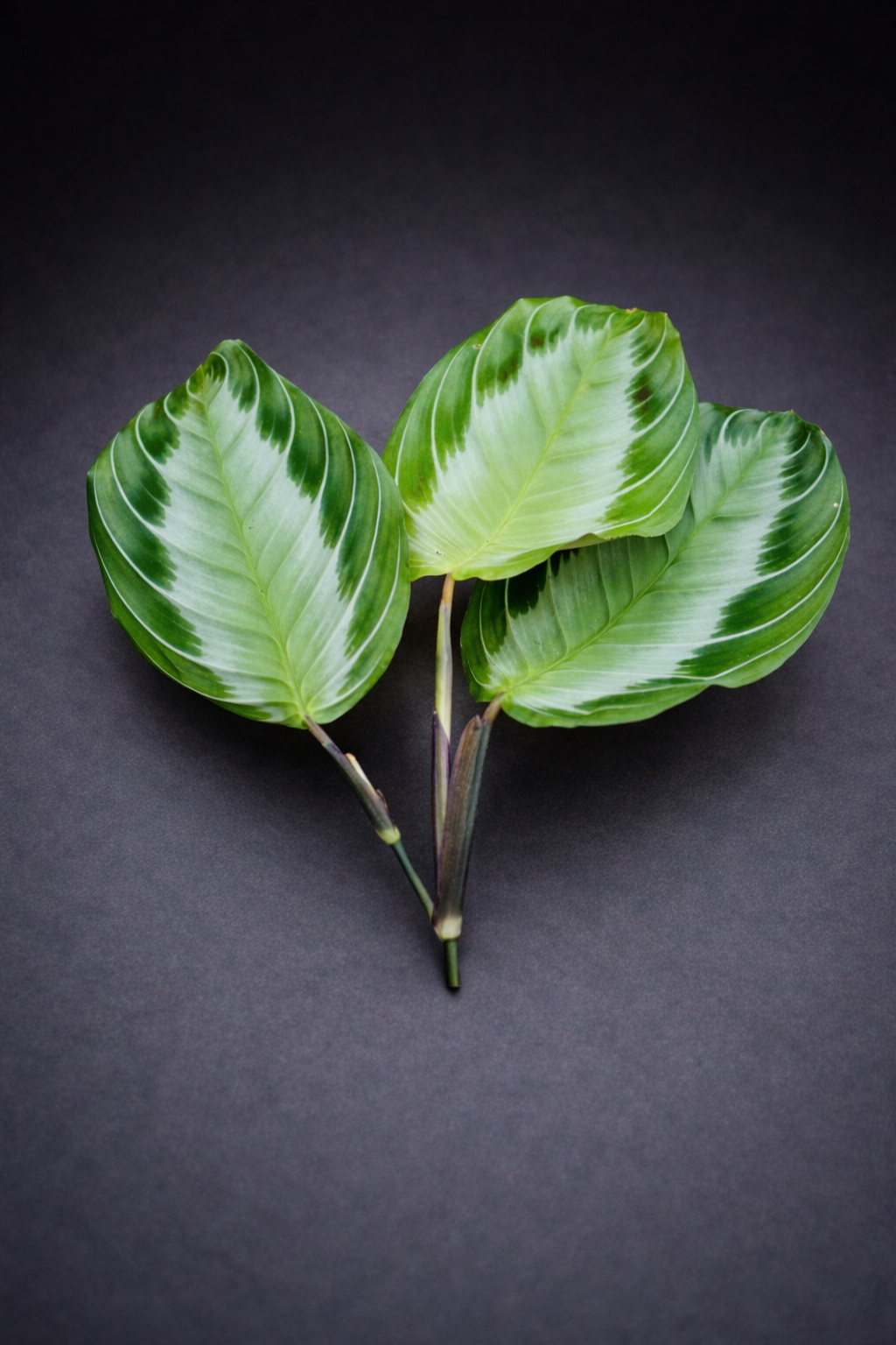 Maranta Silver Band - Stikling