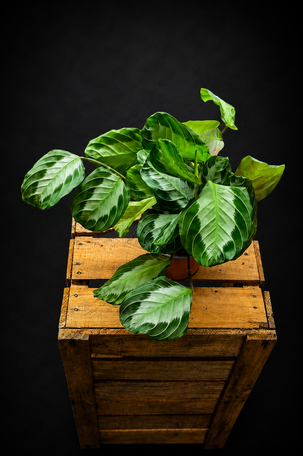 Maranta Silver Band