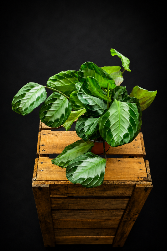 Maranta Silver Band