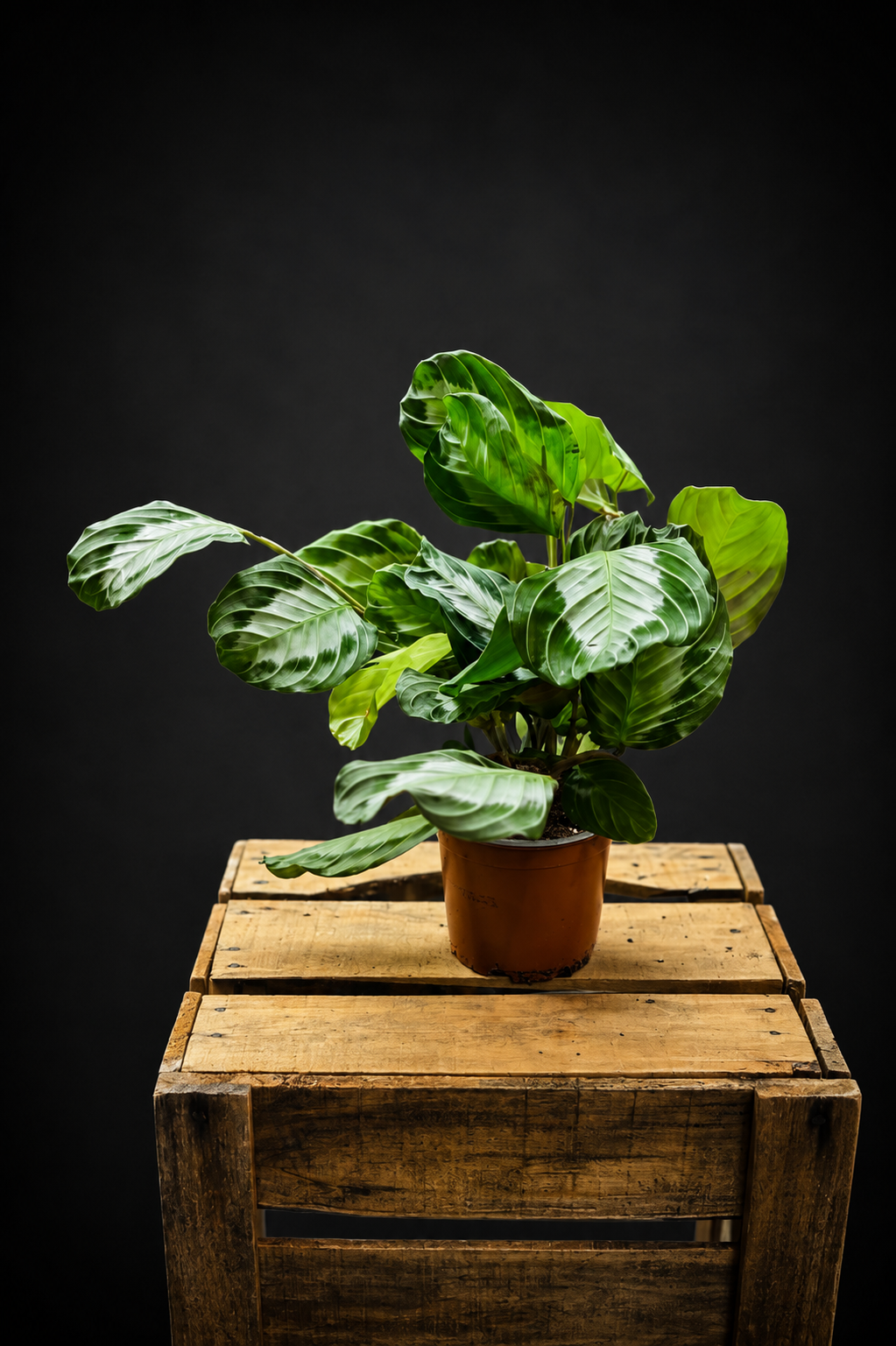 Maranta Silver Band