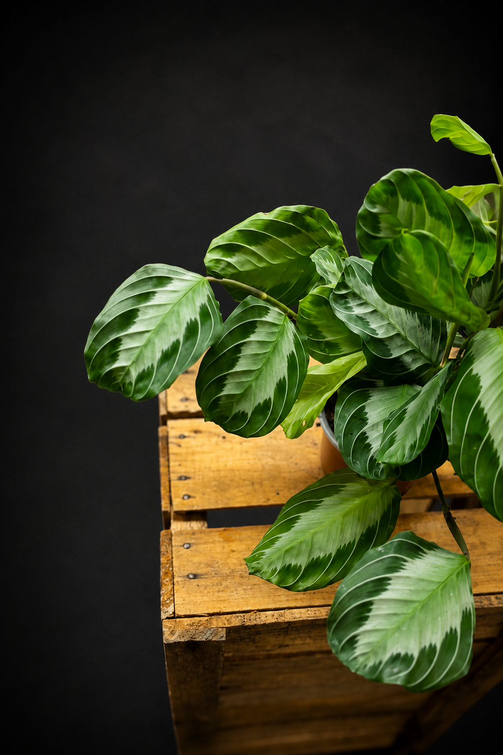 Maranta Silver Band