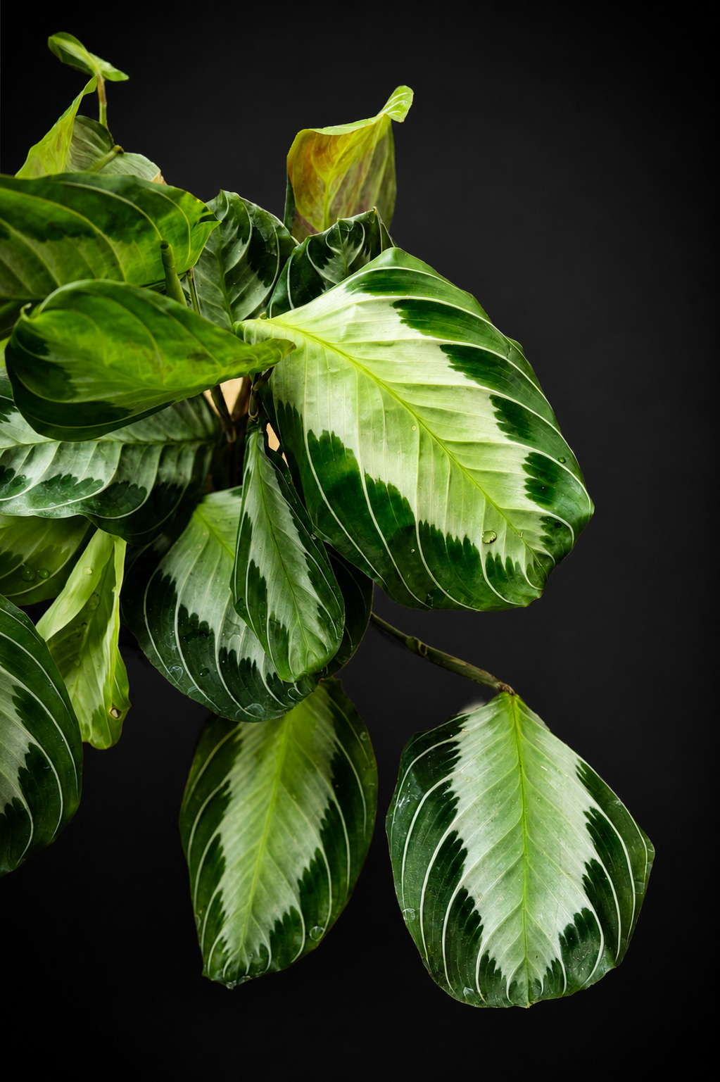 Maranta Silver Band