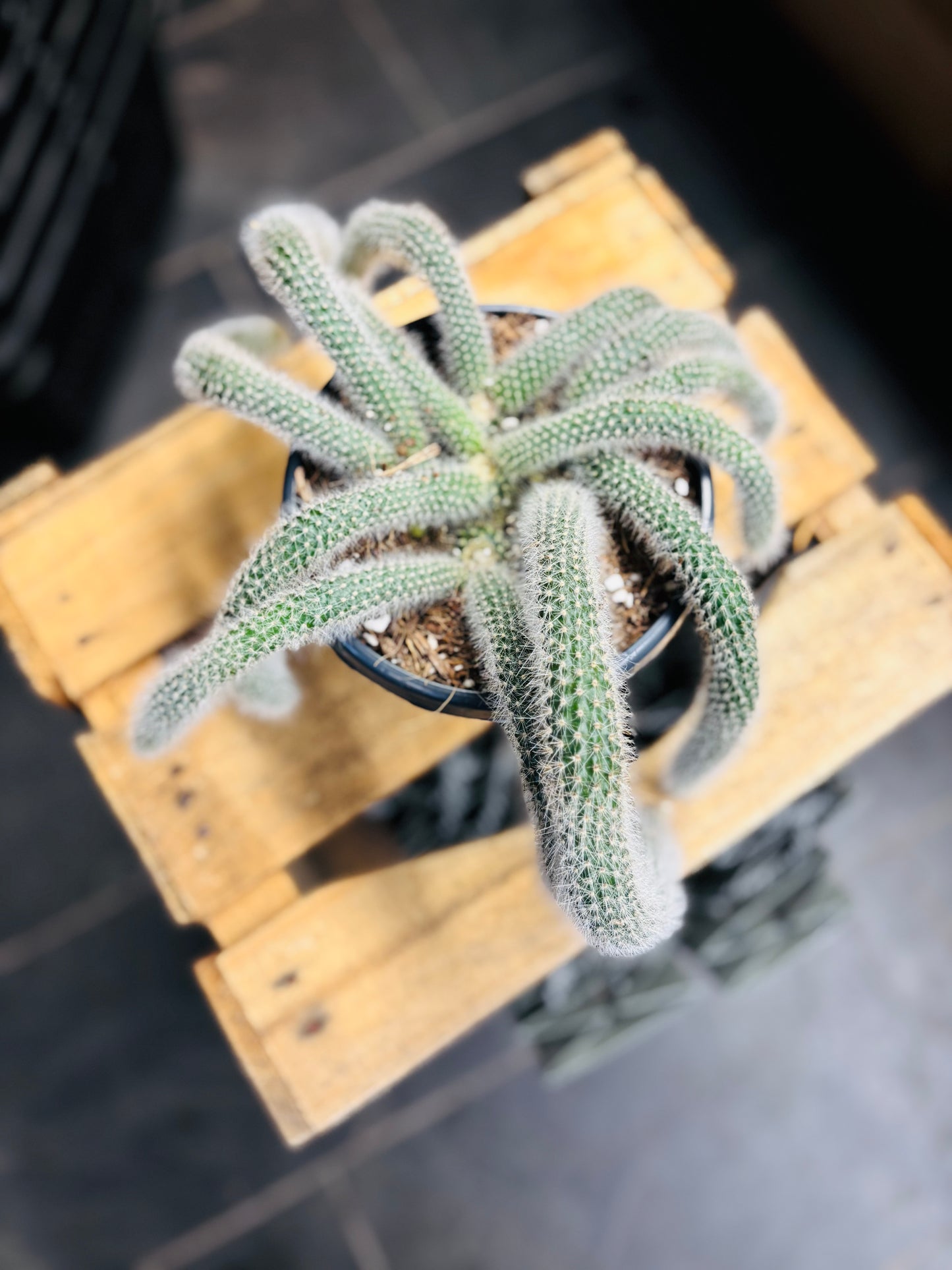 Hildewintera Colademononis - Monkey's Tail (Kort)