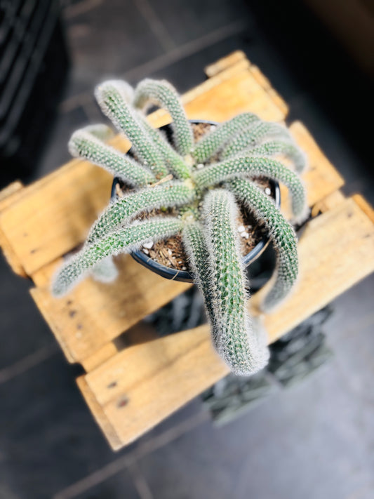 Hildewintera Colademononis - Monkey's Tail (Kort)