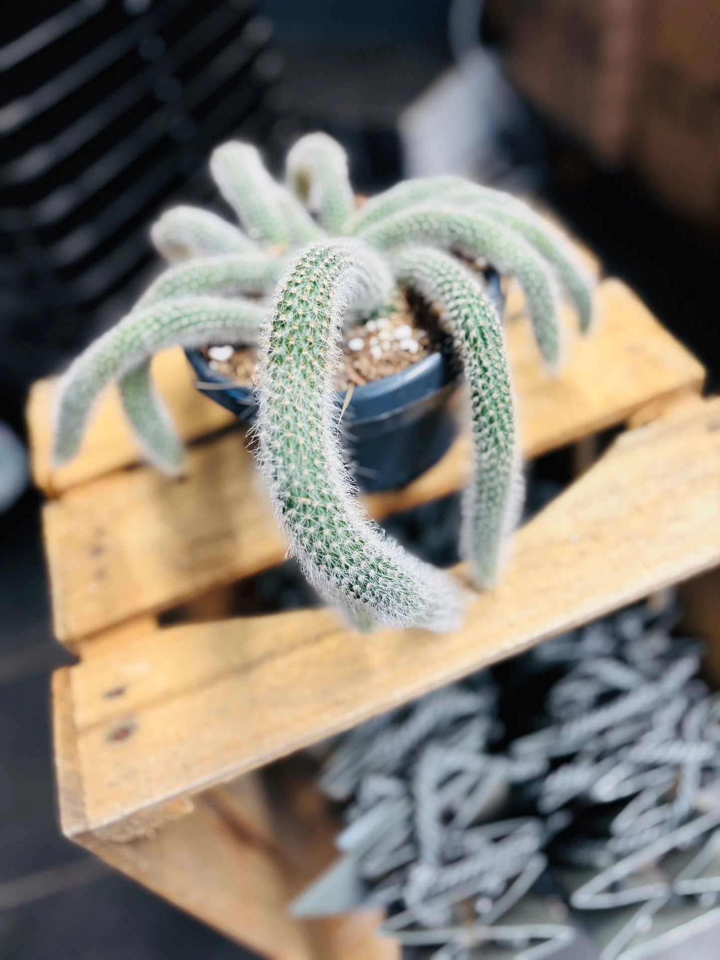 Hildewintera Colademononis - Monkey's Tail (Kort)