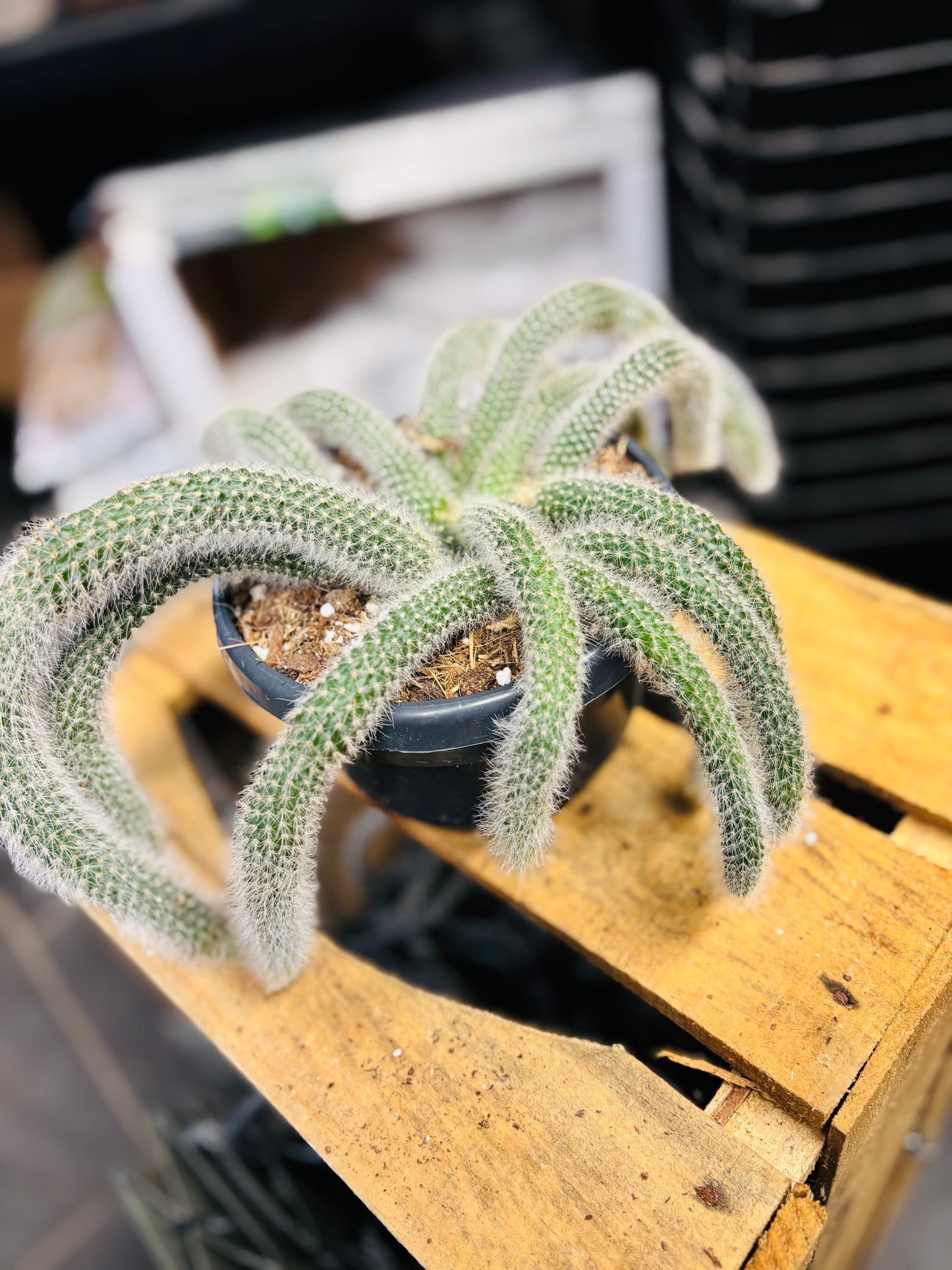 Hildewintera Colademononis - Monkey's Tail (Kort)