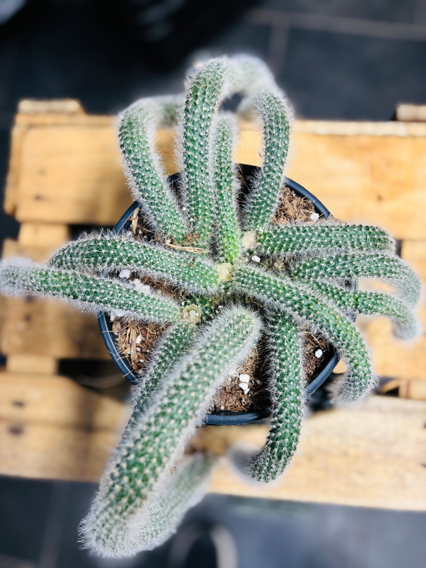 Hildewintera Colademononis - Monkey's Tail (Kort)