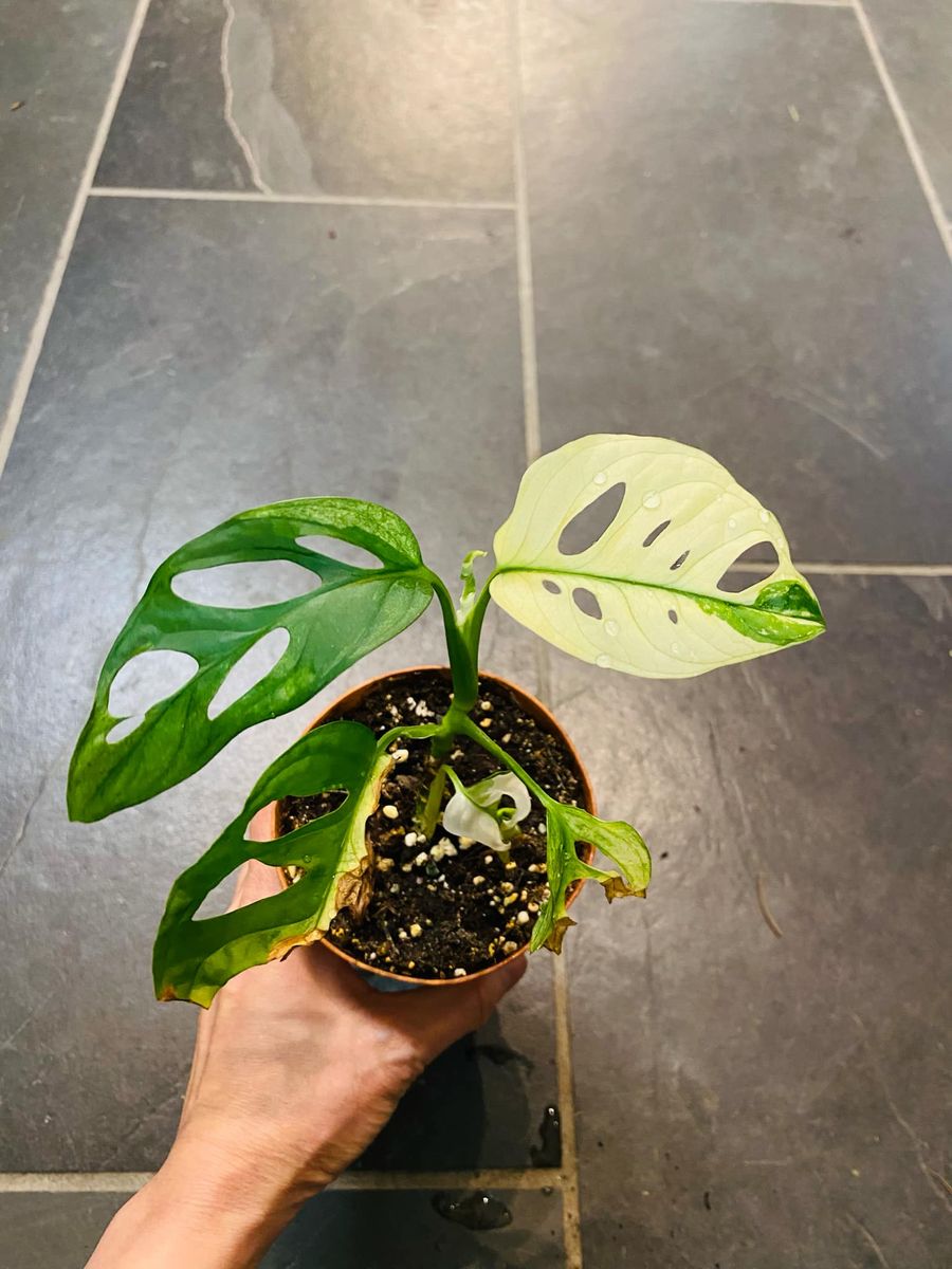 Monstera Adansonii Albo Variegata med sine slående varierte blader gir et eksotisk og sofistikert preg.